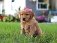 Cocoa, a female Golden Retriever for sale in Fresno, OH – Photo 7 of 9