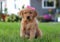 Cocoa, a female Golden Retriever for sale in Fresno, OH – Photo 1 of 9