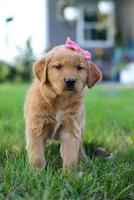 Cocoa, a female Golden Retriever for sale in Fresno, OH – Photo 9 of 9