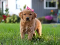 Cocoa, a female Golden Retriever for sale in Fresno, OH – Photo 8 of 9