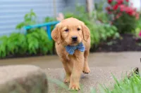 Beaver, a male Golden Retriever for sale in Fresno, OH – 4 of 8