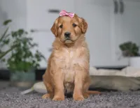 Amber, a female Golden Retriever for sale in Fresno, OH – Photo 3 of 7