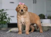 Amber, a female Golden Retriever for sale in Fresno, OH – Photo 7 of 7