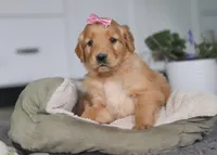 Amber, a female Golden Retriever for sale in Fresno, OH – Photo 5 of 7