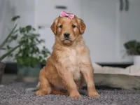 Amber, a female Golden Retriever for sale in Fresno, OH – Photo 1 of 7