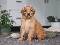 Amber, a female Golden Retriever for sale in Fresno, OH – Photo 4 of 7