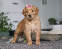 Amber, a female Golden Retriever for sale in Fresno, OH – Photo 2 of 7