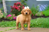 Beauty, a female Golden Retriever for sale in Fresno, OH – 9 of 10