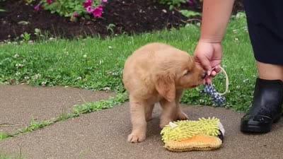 Biscuit, a male Golden Retriever for sale in Fresno, OH – 8 of 8