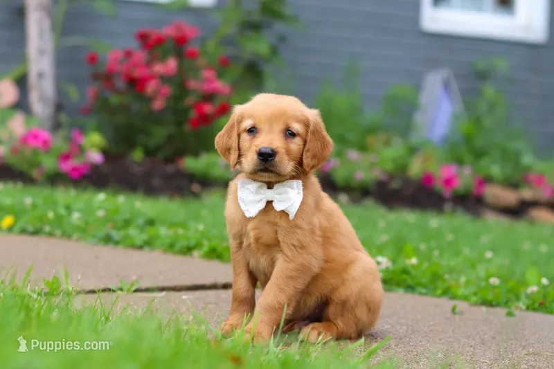 Bubbles – Golden Retriever puppy for sale in Fresno, OH