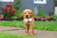 Bubbles, a male Golden Retriever for sale in Fresno, OH – 7 of 9