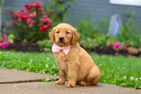 Banana, a female Golden Retriever for sale in Fresno, OH – 6 of 7