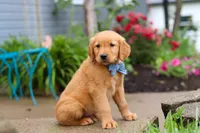 Beaver, a male Golden Retriever for sale in Fresno, OH – 6 of 8