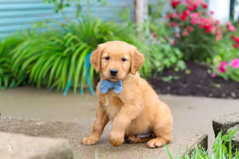 Beaver – Golden Retriever puppy for sale in Fresno, OH