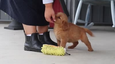 Bailey, a female Golden Retriever for sale in Fresno, OH – 9 of 9