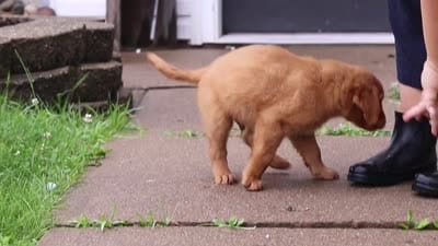Beaver, a male Golden Retriever for sale in Fresno, OH – 8 of 8
