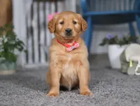 Frisky, a male Golden Retriever for sale in Fresno, OH – Photo 1 of 5