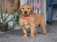 Frisky, a male Golden Retriever for sale in Fresno, OH – Photo 4 of 5
