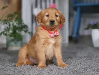 Frisky, a male Golden Retriever for sale in Fresno, OH – Photo 2 of 5