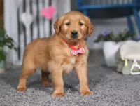 Frisky, a male Golden Retriever for sale in Fresno, OH – Photo 3 of 5