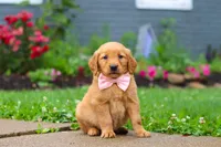 Banana, a female Golden Retriever for sale in Fresno, OH – 5 of 7