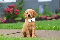 Bubbles, a male Golden Retriever for sale in Fresno, OH – 3 of 9