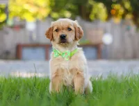 Cruiser, a male Golden Retriever for sale in Fresno, OH – Photo 1 of 6