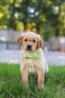 Cruiser, a male Golden Retriever for sale in Fresno, OH – Photo 5 of 6