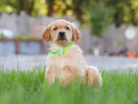 Cruiser, a male Golden Retriever for sale in Fresno, OH – Photo 3 of 6