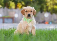 Cruiser, a male Golden Retriever for sale in Fresno, OH – Photo 2 of 6