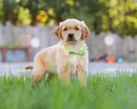 Cruiser, a male Golden Retriever for sale in Fresno, OH – Photo 6 of 6