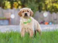 Cruiser, a male Golden Retriever for sale in Fresno, OH – Photo 4 of 6
