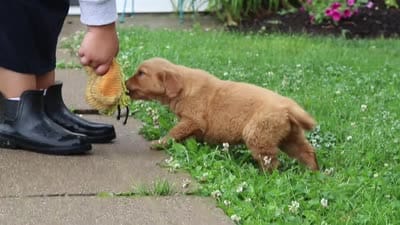 Barba, a female Golden Retriever for sale in Fresno, OH – 8 of 8