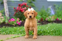 Beauty, a female Golden Retriever for sale in Fresno, OH – 6 of 10