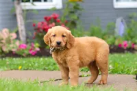 Buster, a male Golden Retriever for sale in Fresno, OH – 2 of 7