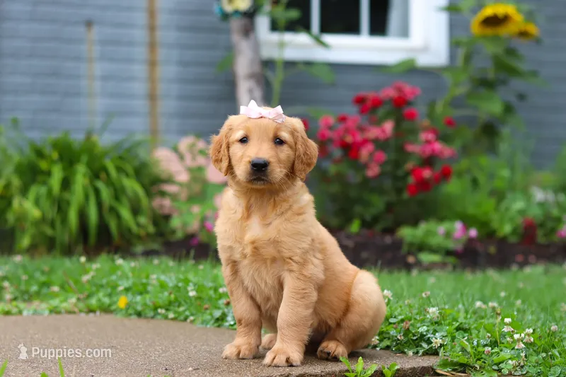 Bambo – Golden Retriever puppy for sale in Fresno, OH