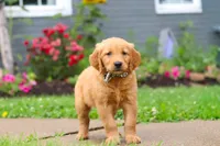 Buster, a male Golden Retriever for sale in Fresno, OH – 4 of 7