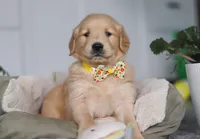 Teddy, a male Golden Retriever for sale in Fresno, OH – Photo 5 of 6