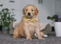 Teddy, a male Golden Retriever for sale in Fresno, OH – Photo 4 of 6