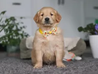 Teddy, a male Golden Retriever for sale in Fresno, OH – Photo 3 of 6