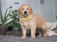 Teddy, a male Golden Retriever for sale in Fresno, OH – Photo 6 of 6