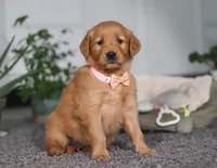 Abigail, a female Golden Retriever for sale in Fresno, OH – Photo 4 of 9