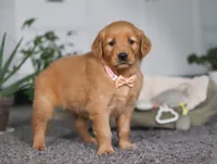 Abigail, a female Golden Retriever for sale in Fresno, OH – Photo 5 of 9