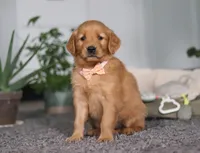 Abigail, a female Golden Retriever for sale in Fresno, OH – Photo 3 of 9