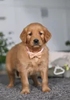 Abigail, a female Golden Retriever for sale in Fresno, OH – Photo 7 of 9