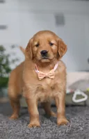 Abigail, a female Golden Retriever for sale in Fresno, OH – Photo 9 of 9