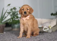 Abigail, a female Golden Retriever for sale in Fresno, OH – Photo 2 of 9