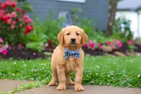 Biscuit, a male Golden Retriever for sale in Fresno, OH – 7 of 8