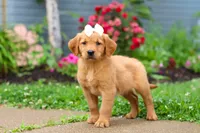 Beauty, a female Golden Retriever for sale in Fresno, OH – 3 of 10
