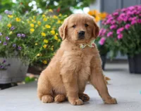 Mustang, a male Golden Retriever for sale in Fresno, OH – Photo 4 of 7